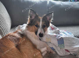 Shetland sheepdog/Border collie