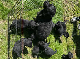 8 beautiful F1b labradoodles