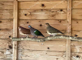 Various Doves For Sale