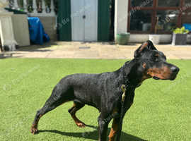 Doberman female