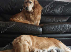 Golden retriever puppies