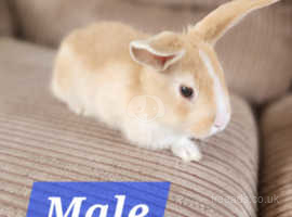 Lovely baby rabbits for sale