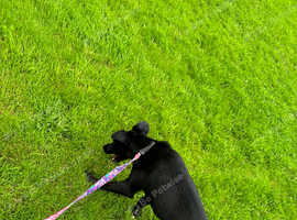 Collie x Lab