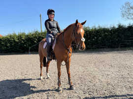 Stunning chestnut mare for sale