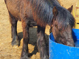 Fell yearling filly