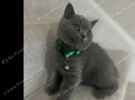 British shorthair kitten
