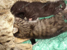 Stunning savannah Cross kittens !!