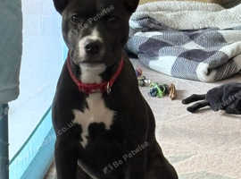 Rehoming 4 month old staffy cross