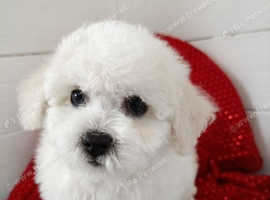 Pure Bred Bichon Frise pups