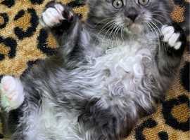 Waiting list is open :) Pedigree Kurilian Bobtail kittens
