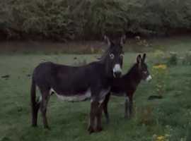 3 lovely donkeys for sale