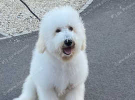 2 year old cream double doodle