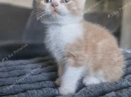 British shorthair kittens ready now