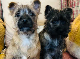 Cairn terrier boy 5* licensed home breeders