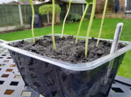 Giant Sunflowers for sale in yellow or red ready for pick up or can deliver