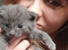 Beautiful grey kittens BSH cross