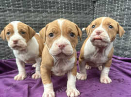 Beautiful Jack Russel Staff Mix Family Puppies in Enfield N14 on ...