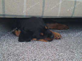 Rottweiler puppy male