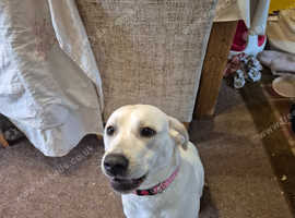 Fashion labradors for south yorkshire