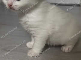 turkish angora mix scottish fold