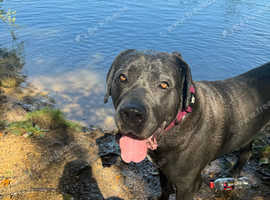 Cane Corso