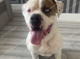 American bulldog male