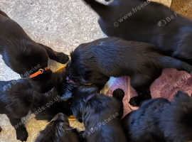 Flat coat retriever Puppies