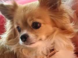 New forever home needed