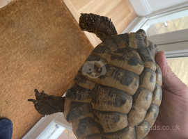 16 year old Male Tortoise