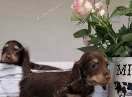 Miniature Dachshunds For Sale And Rehome In Pontyclun Find Dogs