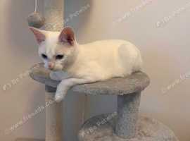 Kitten Female Khao Manee