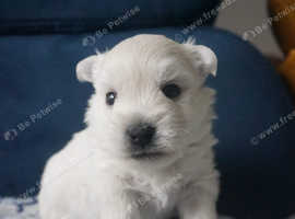 Kennel club best sale westie breeders