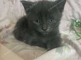 1 grey male left