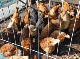 Laying hens for sale