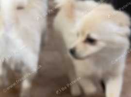 designer pooches - stunning boys chowpomchis. both parents DNA tested