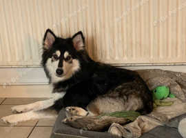 Rehoming my beautiful siberian husky cross malamute