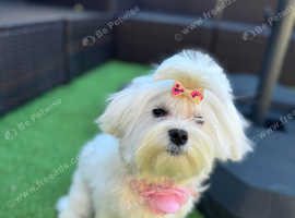Gorgeous KC maltese girl CH bloodline