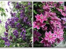 Clematis 'Jackmanii' & 'Dr.Rupple'. Only £8 each