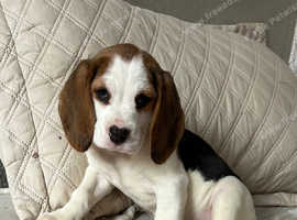 Beagle puppies for yorkshire fashion