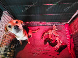 Mixed breed puppies