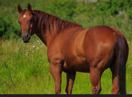 EX POLO PONY COMPANION / LIGHT HACK