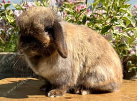 Adult Sealpoint Doe - Mini lop