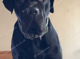 Cane corso stud hot sale services near me