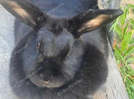 Two gorgeous elderly rabbits needing new home.