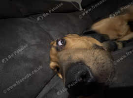 Bloodhound pup