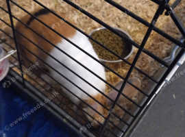 9 weeks female rabbit