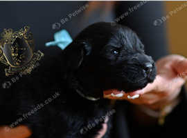 SHOW LINES BLACK LONGHAIRED GSD PUPPIES KC REGISTERED