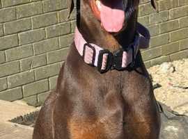 Female Doberman