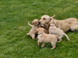 Litter of 9 multi shade puppies (4 left)