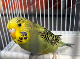 Baby budgie for sale (green & yellow female)